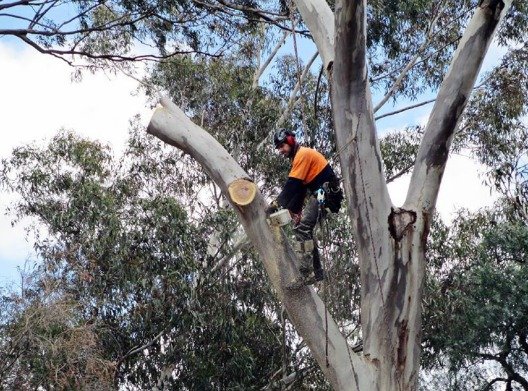 Tree Removal West Ipswich