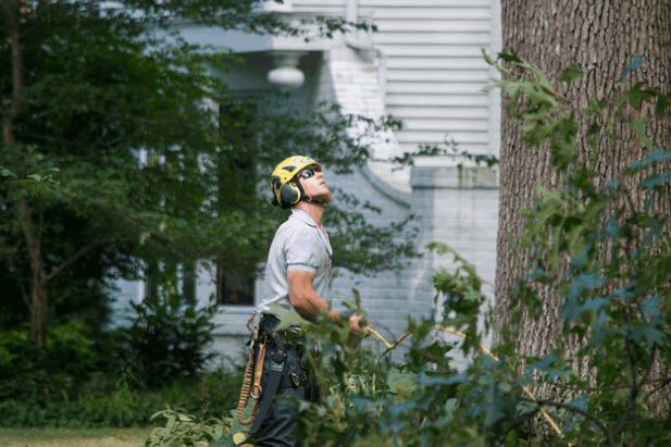 Tree Removal Eastern Heights