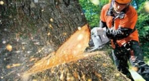 Tree Removal West Ipswich